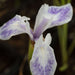 Iris laevigata 'Mottled Beauty'