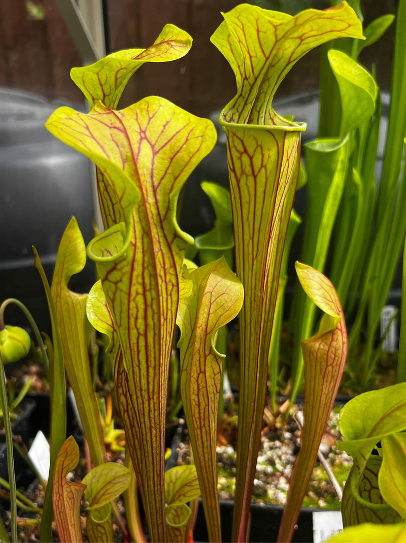 oreophila sand mountain