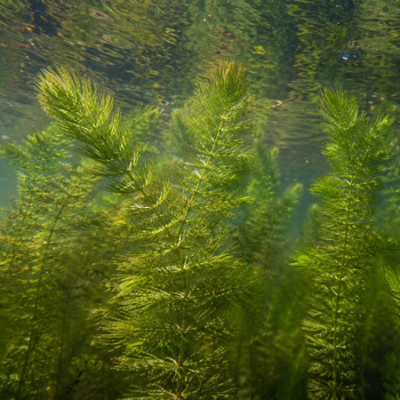 Oxygenating Pond Plants
