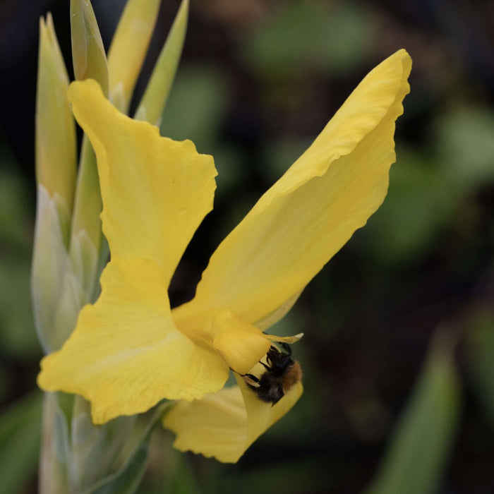 Yellow Flag Iris (Iris pseudacorus)