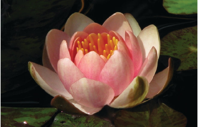 Nymphaea 'Phoebus'
