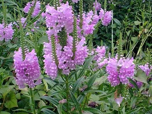 physostegia virginiana obedient plant marginal pond plants mbp094