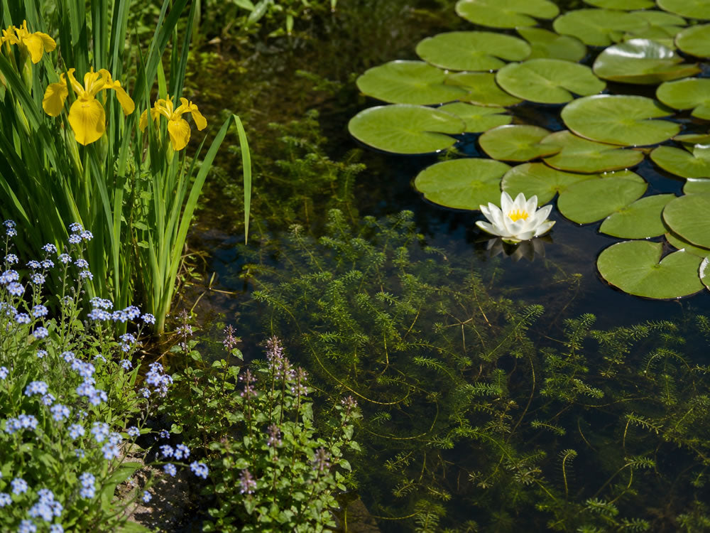 pond plants shop the image
