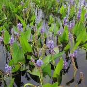 pontederia cordata pickerel weed marginal pond plants mp092