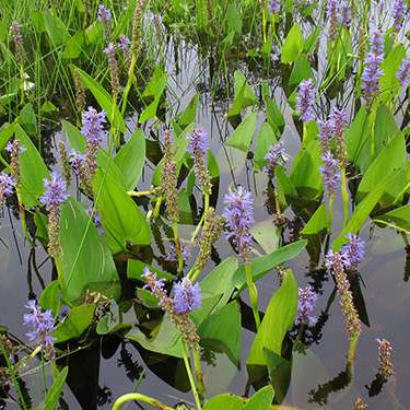 pontederia cordata pickerel weed marginal pond plants mp092