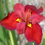 iris louisiana ann chowning mp050