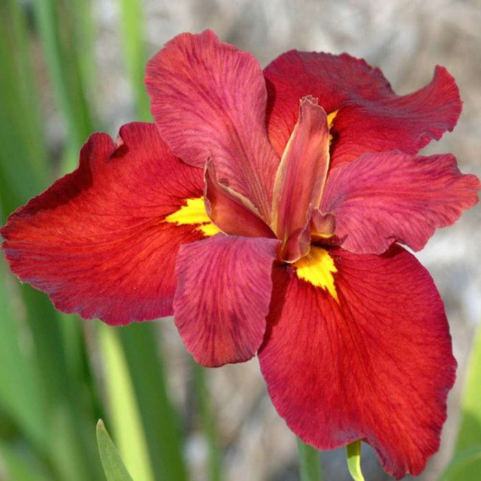 Iris louisiana 'Ann Chowning'