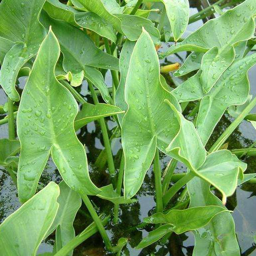 peltandra undulata green arrow arum marginal pond plants mp087