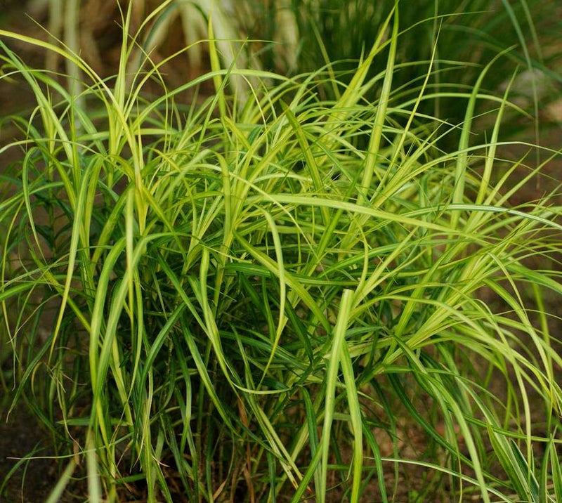 carex muskingumensis musk sedge marginal pond plants mp023