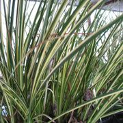 acorus gramineus variegatus variegated marginal pond plants mp003