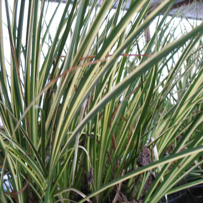 acorus gramineus variegatus variegated marginal pond plants mp003