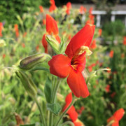 mimulus cardinalis scarlet monkey flower marginal pond plants mp079