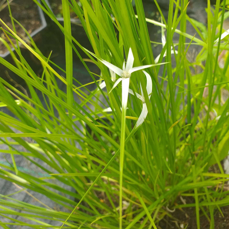 dichromena colorata star grass marginal pond plants mbp032