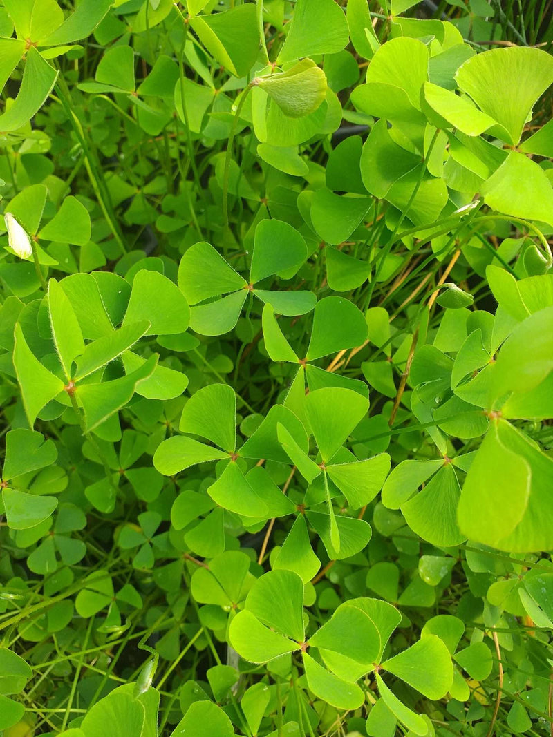 Marsilea quadrifolia (European Water Clover)