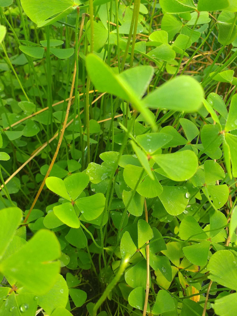 Marsilea quadrifolia (European Water Clover)