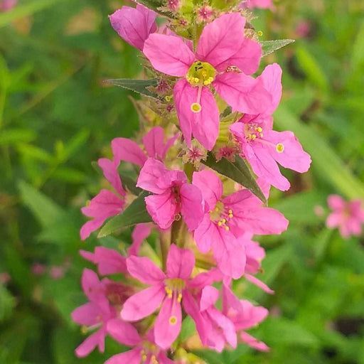 lythrum salicaria robert loosestrife marginal pond plants mbp077a