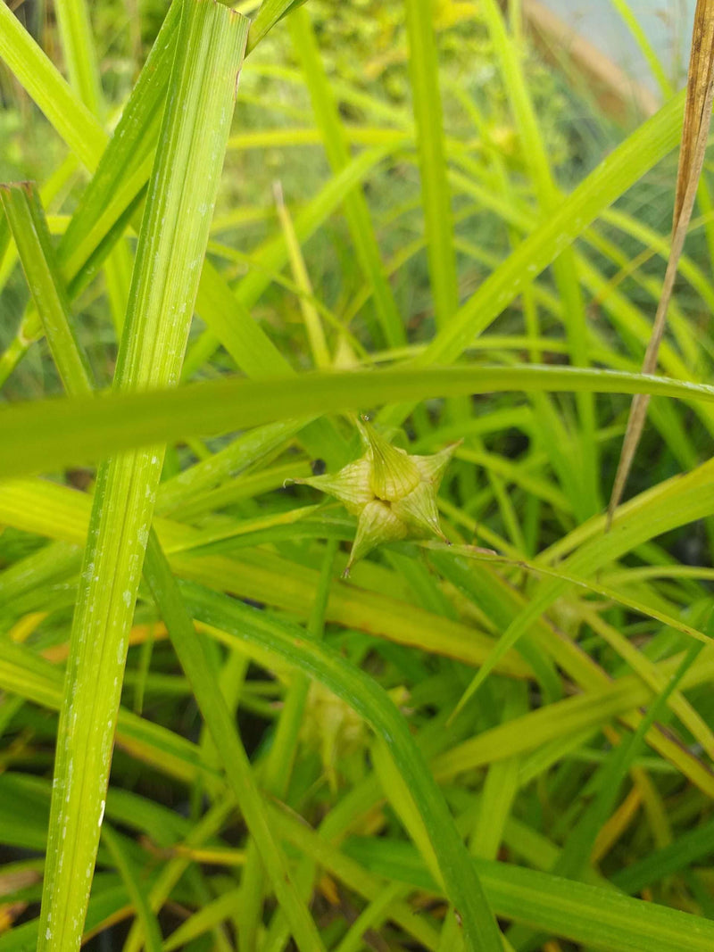 carex grayi mace sedge marginal pond plants mp022