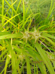 carex grayi mace sedge marginal pond plants mp022