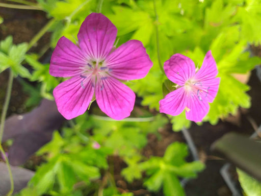 geranium palustre marginal pond plants bp042