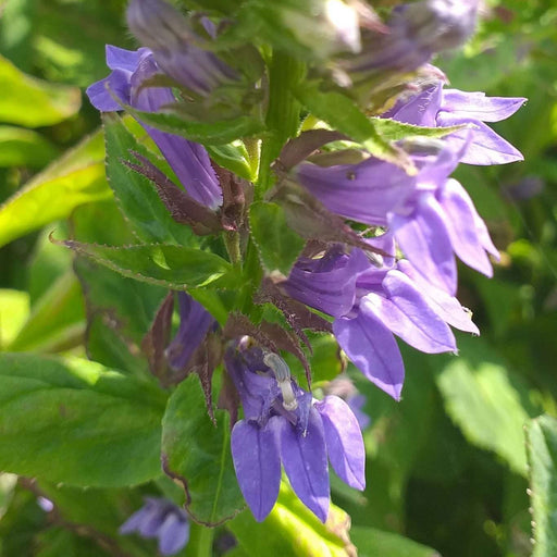 lobelia siphilitica blue lobelia marginal pond plants mbp072