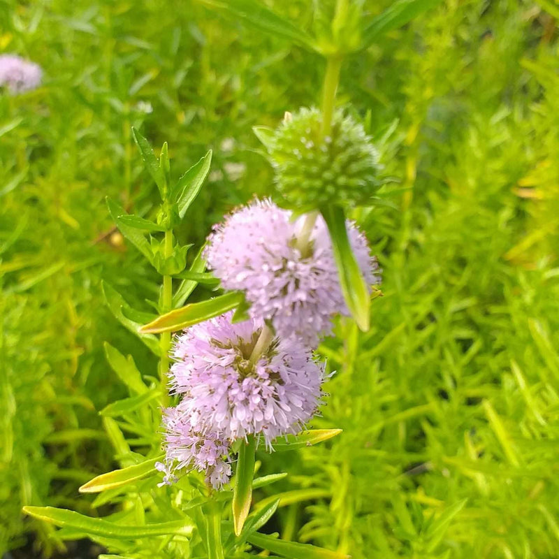 mentha aquatica water mint marginal pond plants mp076