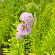 preslia cervina mentha cervina marginal pond plants mp097
