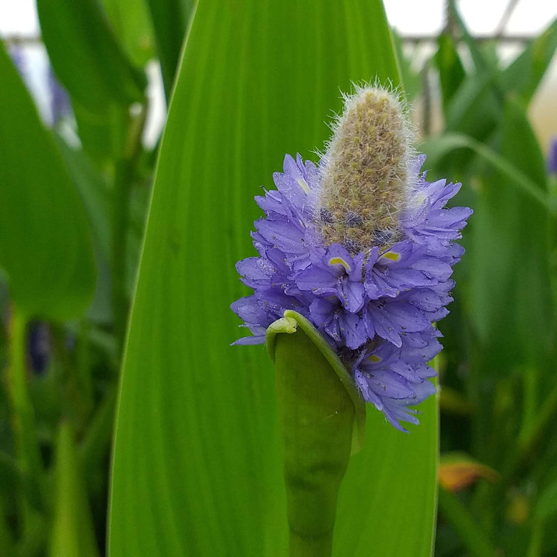 pontederia cordata lanceolata giant pickerel weed marginal pond plants mp095