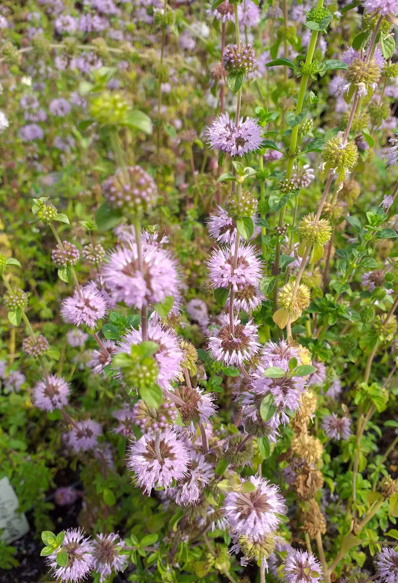 mentha pulegium pennyroyal marginal pond plants mp077