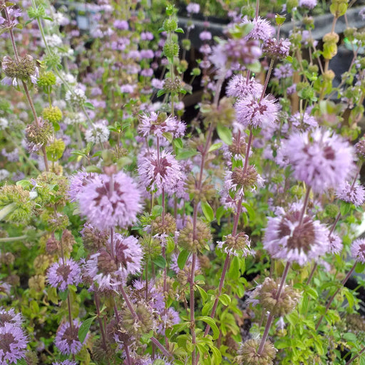 mentha aquatica water mint marginal pond plants mp076