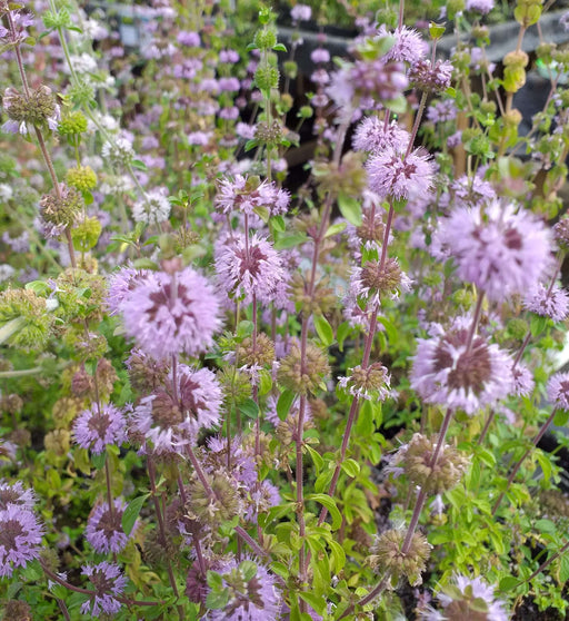 mentha pulegium pennyroyal marginal pond plants mp077