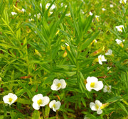 gratiola officinalis summer snowflake marginal pond plants mp042