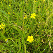 ranunculus flammula lesser spearwort marginal pond plants mp099