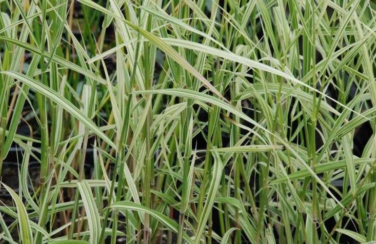 phragmites karka variegata marginal pond plants mp091b