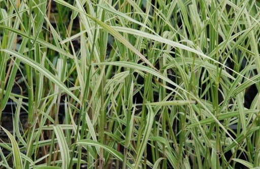 phragmites karka variegata marginal pond plants mp091b