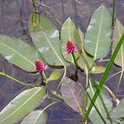 persicaria amphibia amphibious bistort marginal pond plants mp088