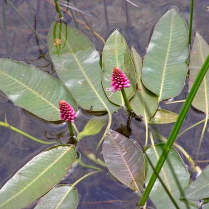 persicaria amphibia amphibious bistort marginal pond plants mp088
