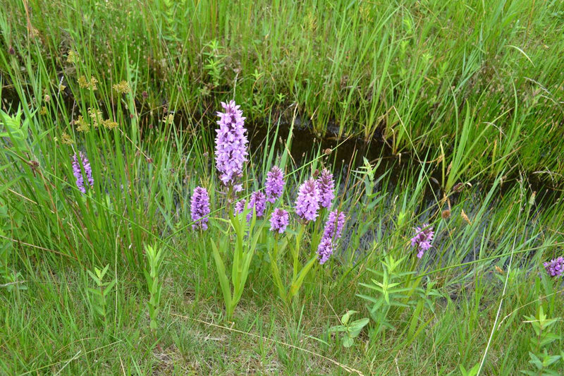 dactylorhiza majalis praetermissa marginal pond plants mp032