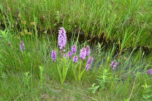 dactylorhiza majalis praetermissa marginal pond plants mp032