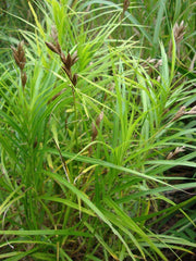 carex riparia greater pond sedge marginal pond plants mp027