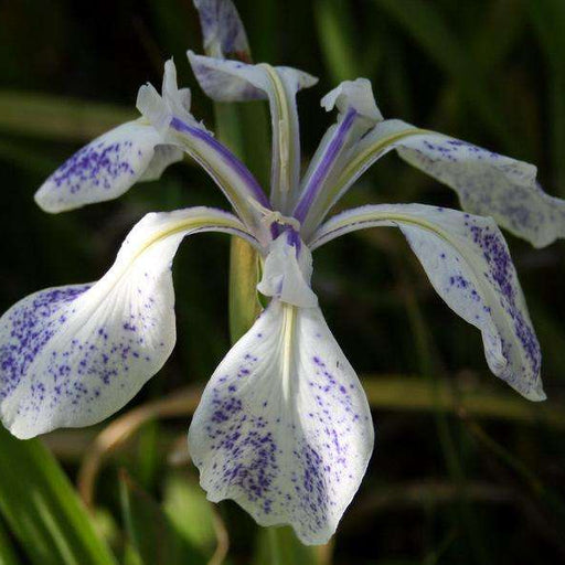 iris laevigata mottled blue marginal pond plants bp066