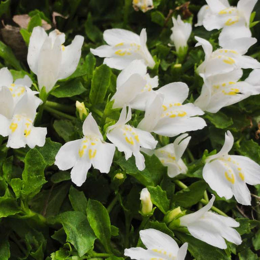 mazus reptans albus white marshflower marginal pond plants bp082