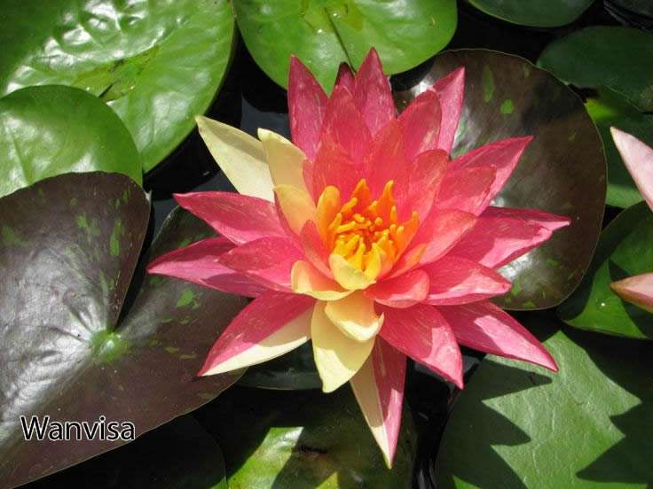 Nymphaea 'Wanvisa'