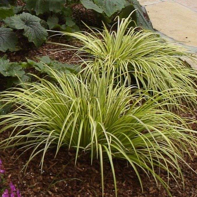 acorus gramineus ogon golden variegated marginal pond plants mp004