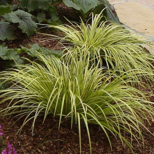acorus gramineus ogon golden variegated marginal pond plants mp004