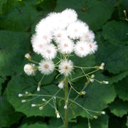petasites albus marginal pond plants mp089