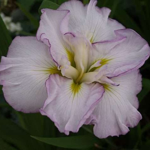 Iris ensata 'Lady in Waiting'