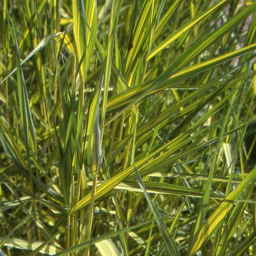 phragmites australis variegatus marginal pond plants mp091a