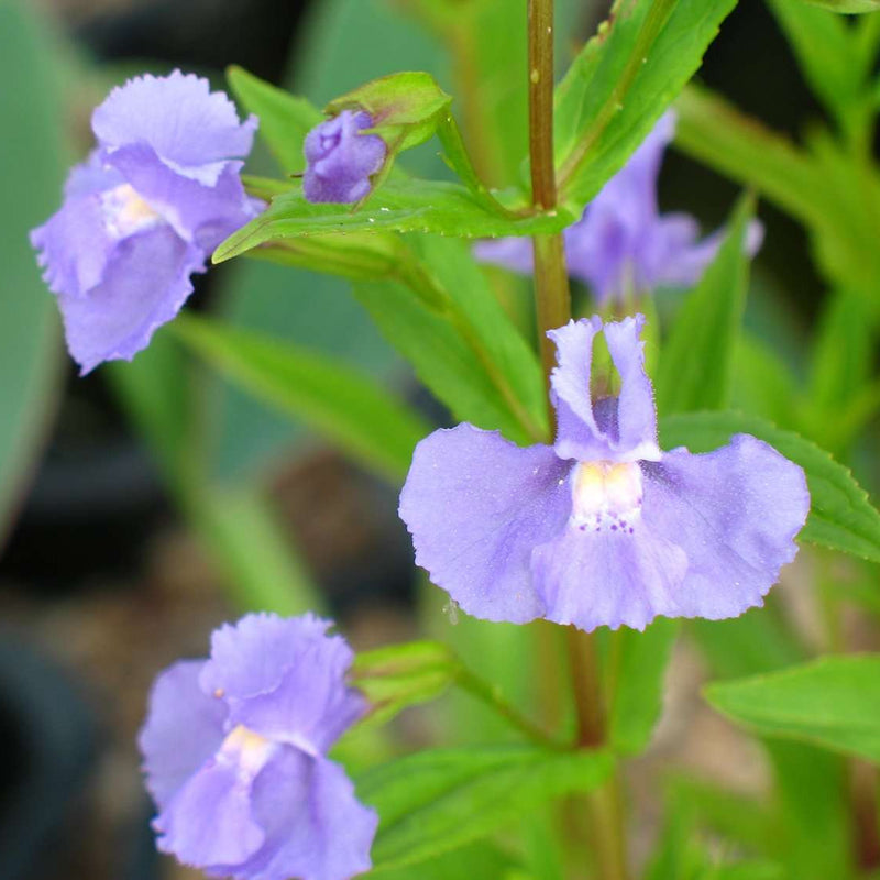 mimulus ringens lavender musk marginal pond plants mp082