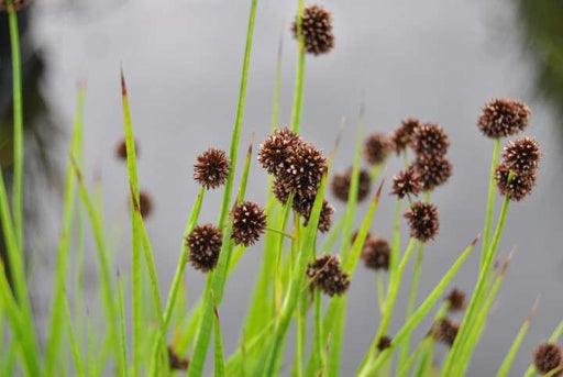 juncus ensifolius flying hedgehogs marginal pond plants mp066