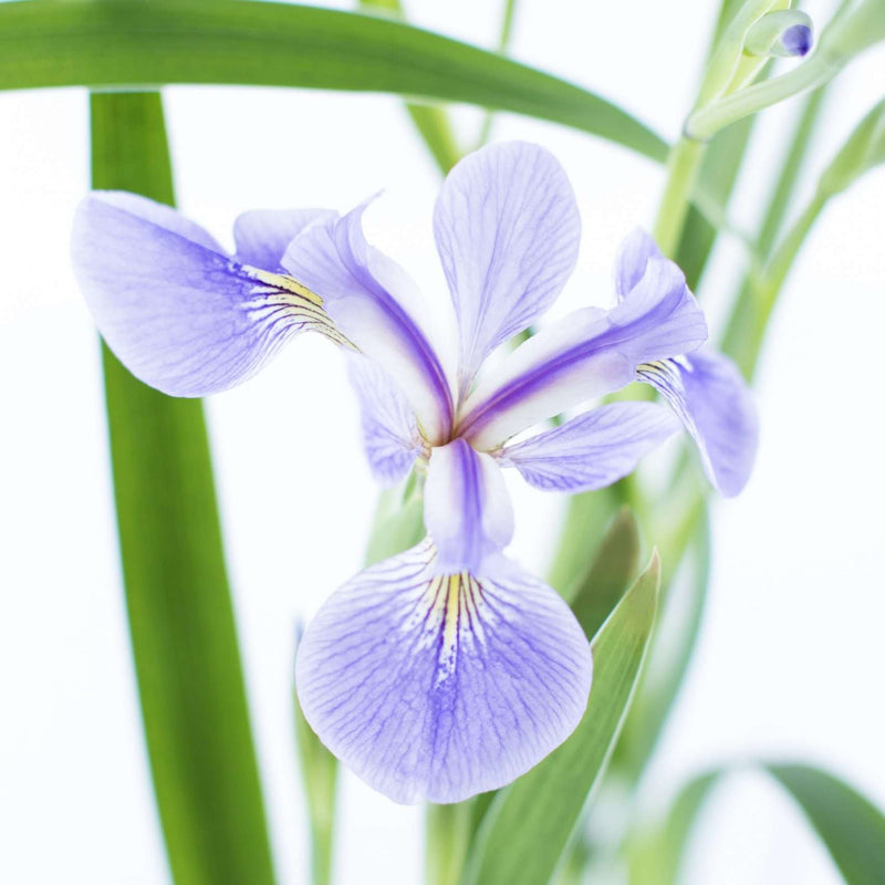 iris versicolor light blue marginal pond plants mp0a